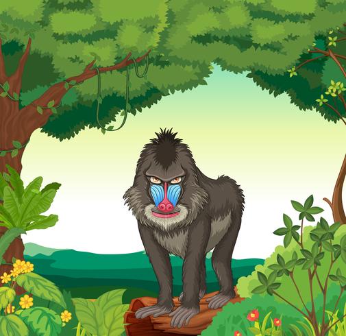 Baboon vector