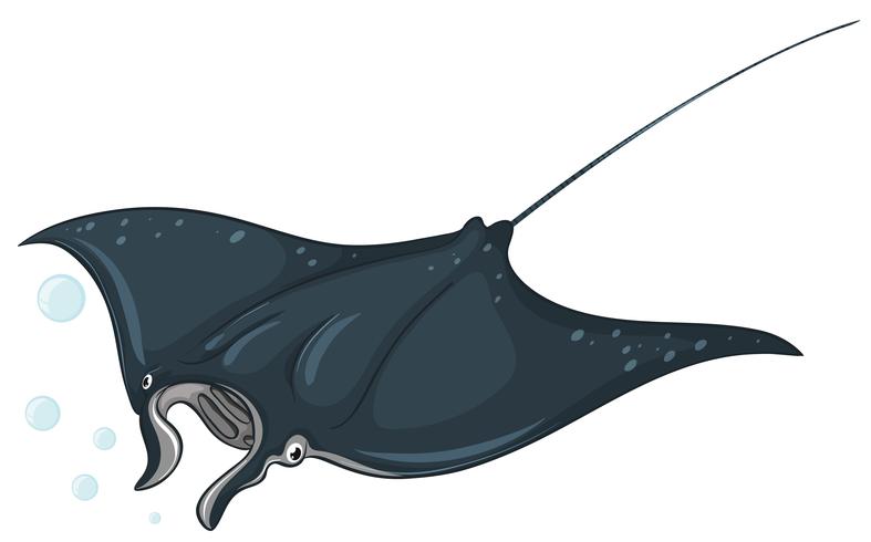 Stingray vector