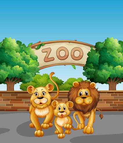 Familia del león en el zoológico vector