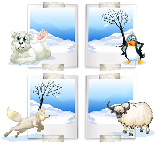 Four kind of arctic animals vector