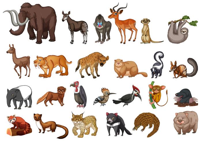 Diferentes tipos de animales salvajes en blanco. vector