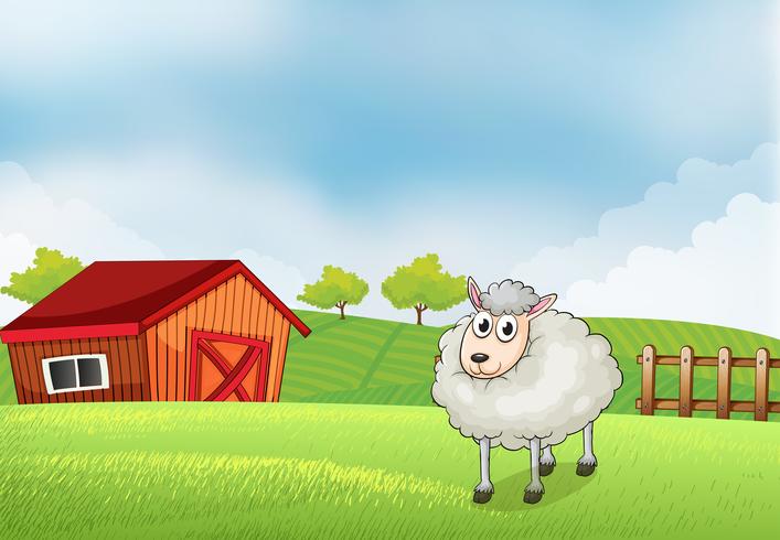 A sheep in the farm with barn and wooden fence at the back  vector