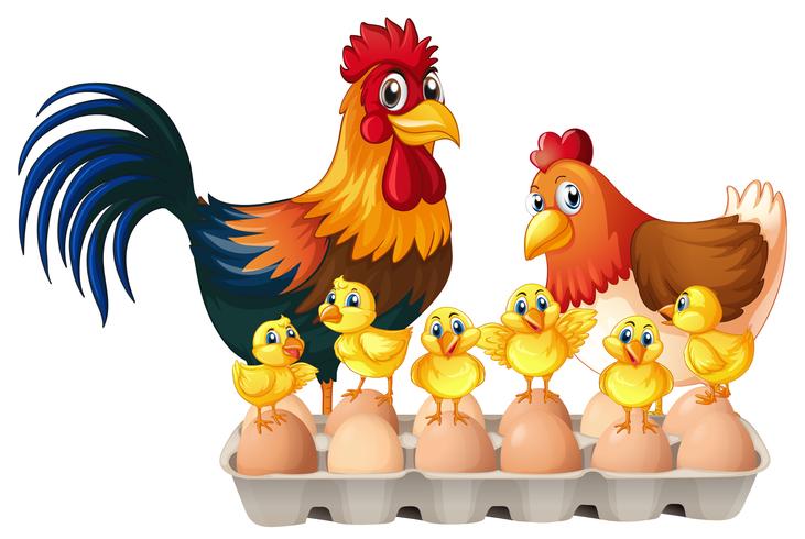 Chickens and eggs in carton box vector