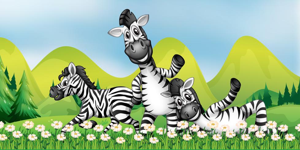 Three zebras in the flower field vector