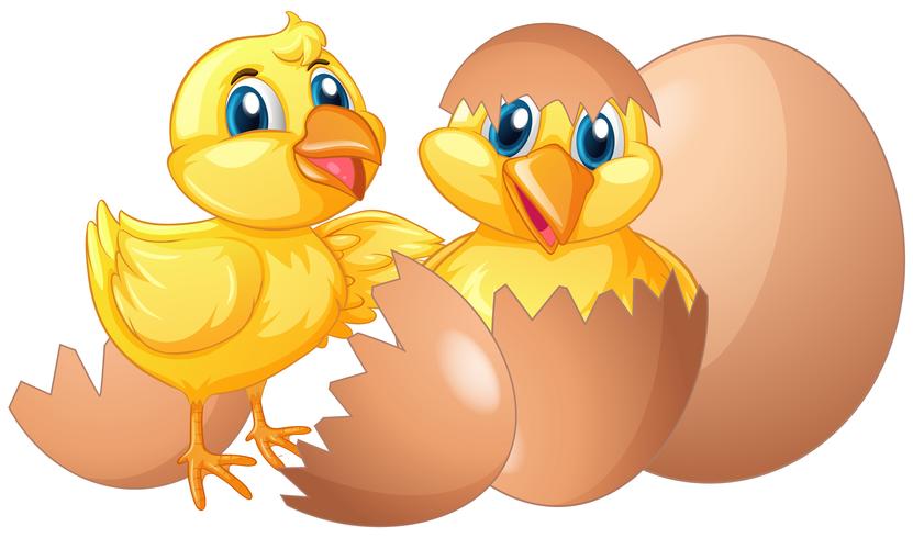 Dos pollitos incubando huevos. vector