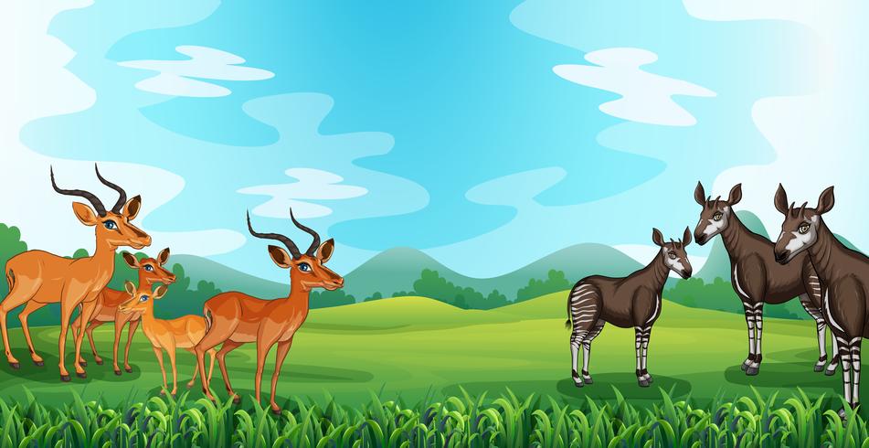 Animals vector