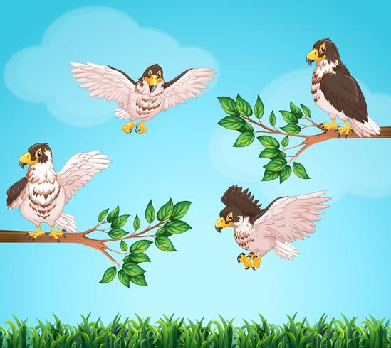 Four eagles flying in sky vector