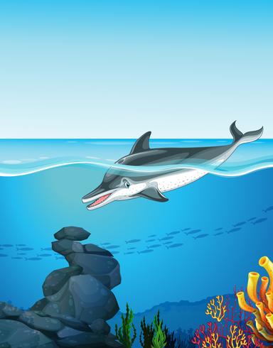 Dolphin swimming under the ocean vector