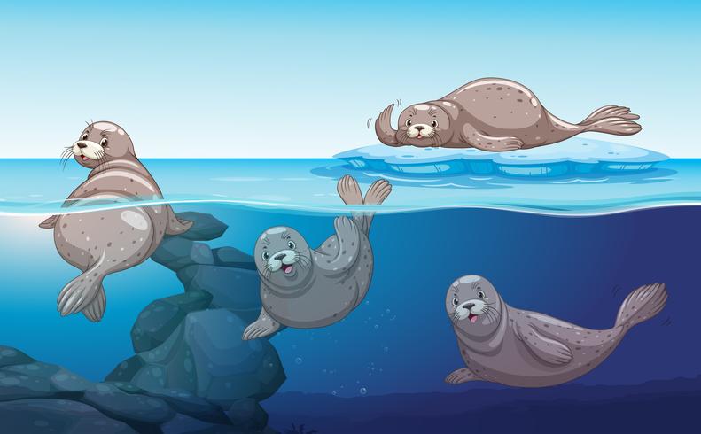 Seals swimming in the ocean vector