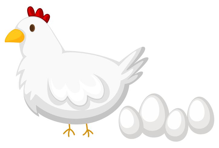 Pollo con pluma blanca y cuatro huevos. vector