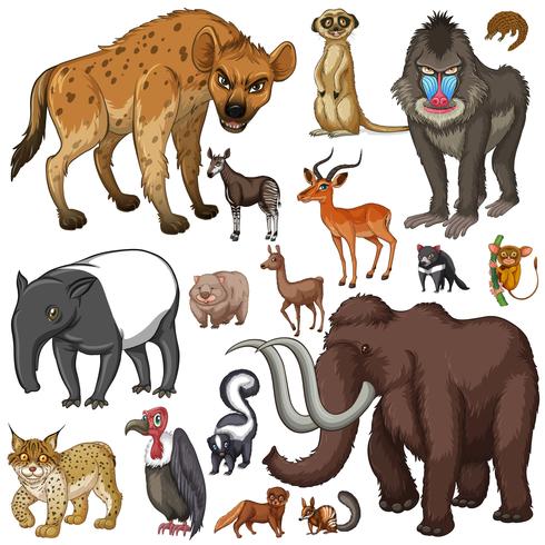 Diferentes tipos de animales salvajes. vector