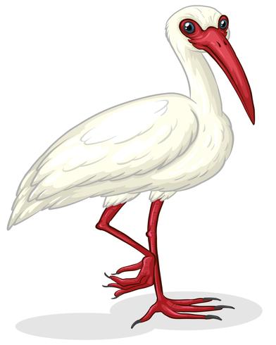 Ibis on white vector