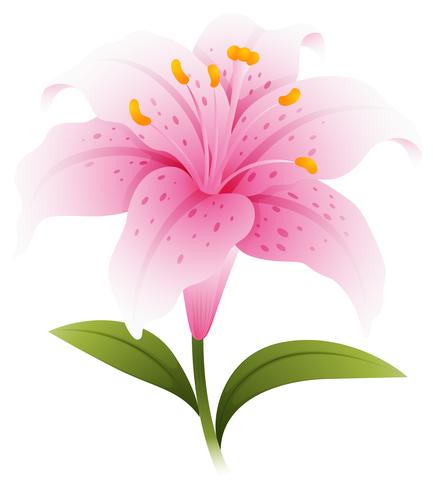 Pink lily with green leaves