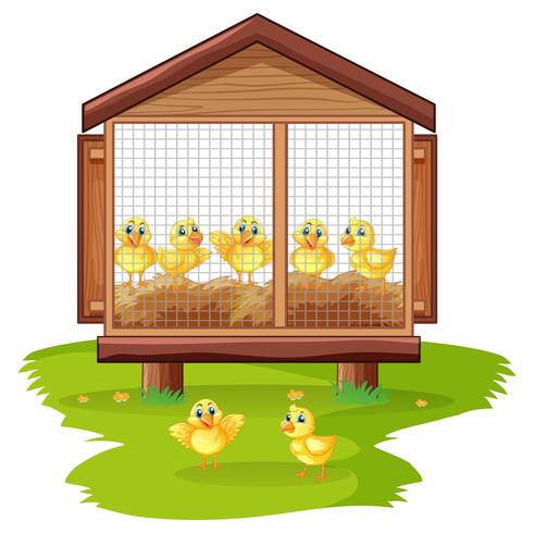 Little chicks in chicken coop vector