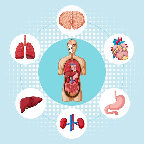 Diagram showing different organs of human vector