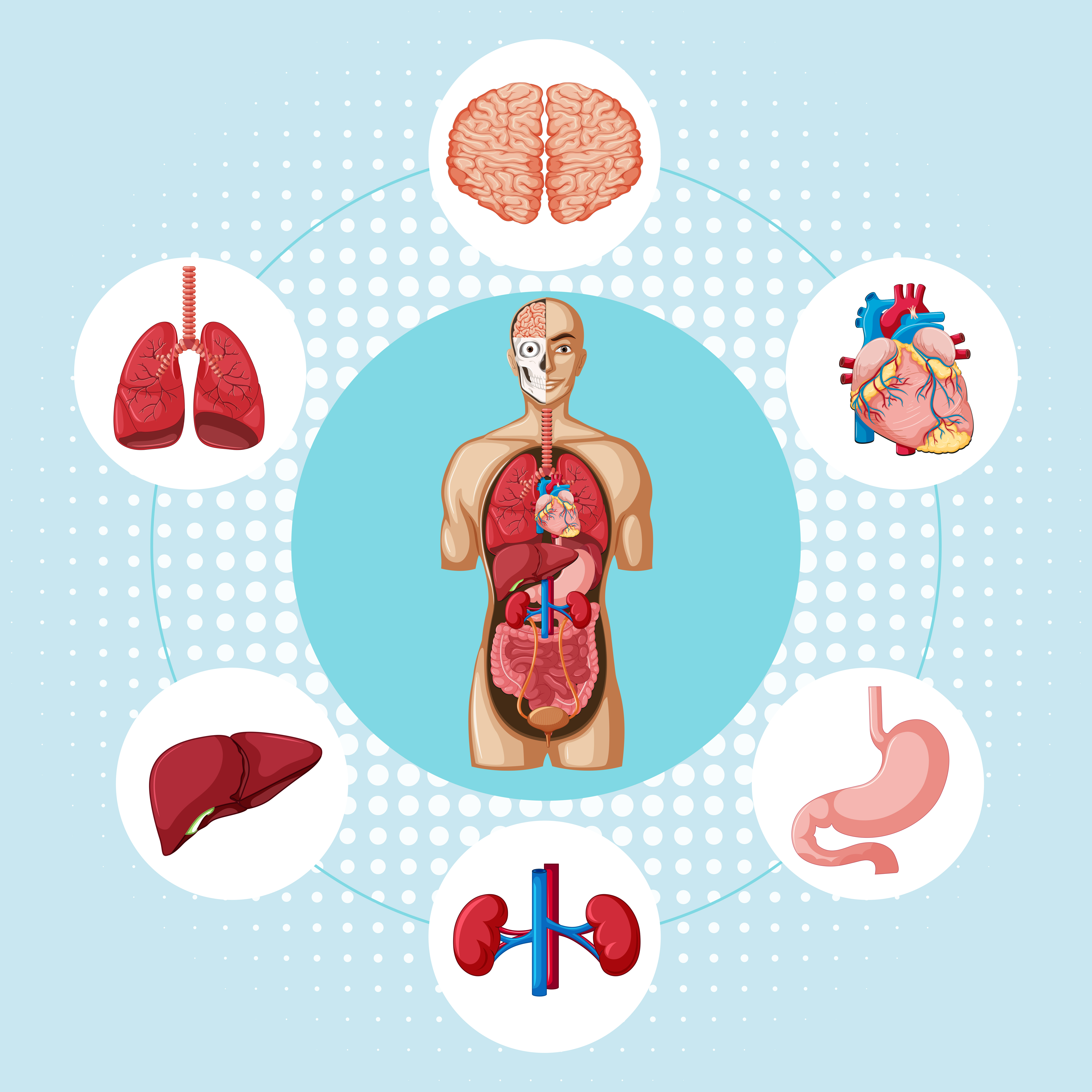 Diagram showing different organs of human 368586 Vector Art at Vecteezy