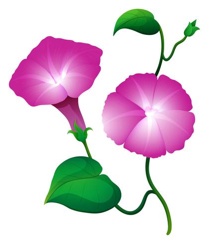 Two morning glory flower in pink color vector