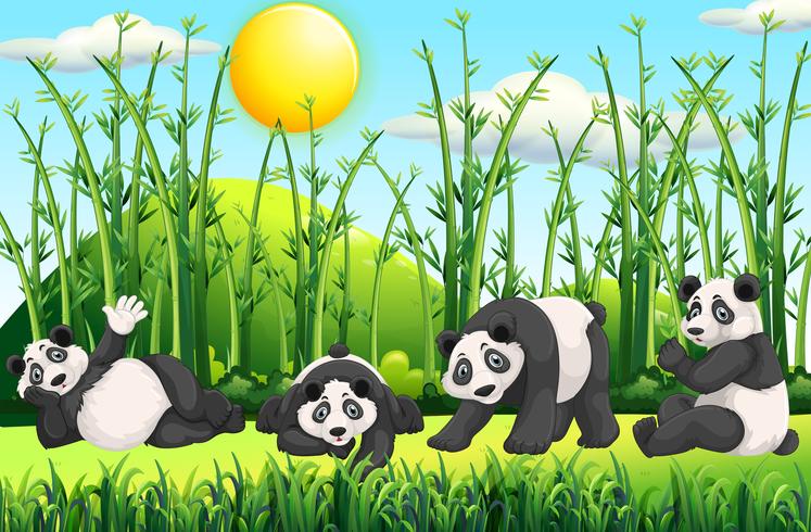 Cuatro pandas en el campo vector