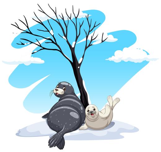 Seals sitting on ice vector