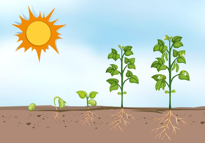 Plant growing at different stages vector