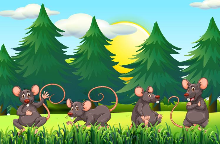 Four rats in the field vector