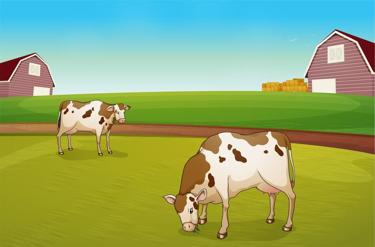 Dos vacas en la granja vector