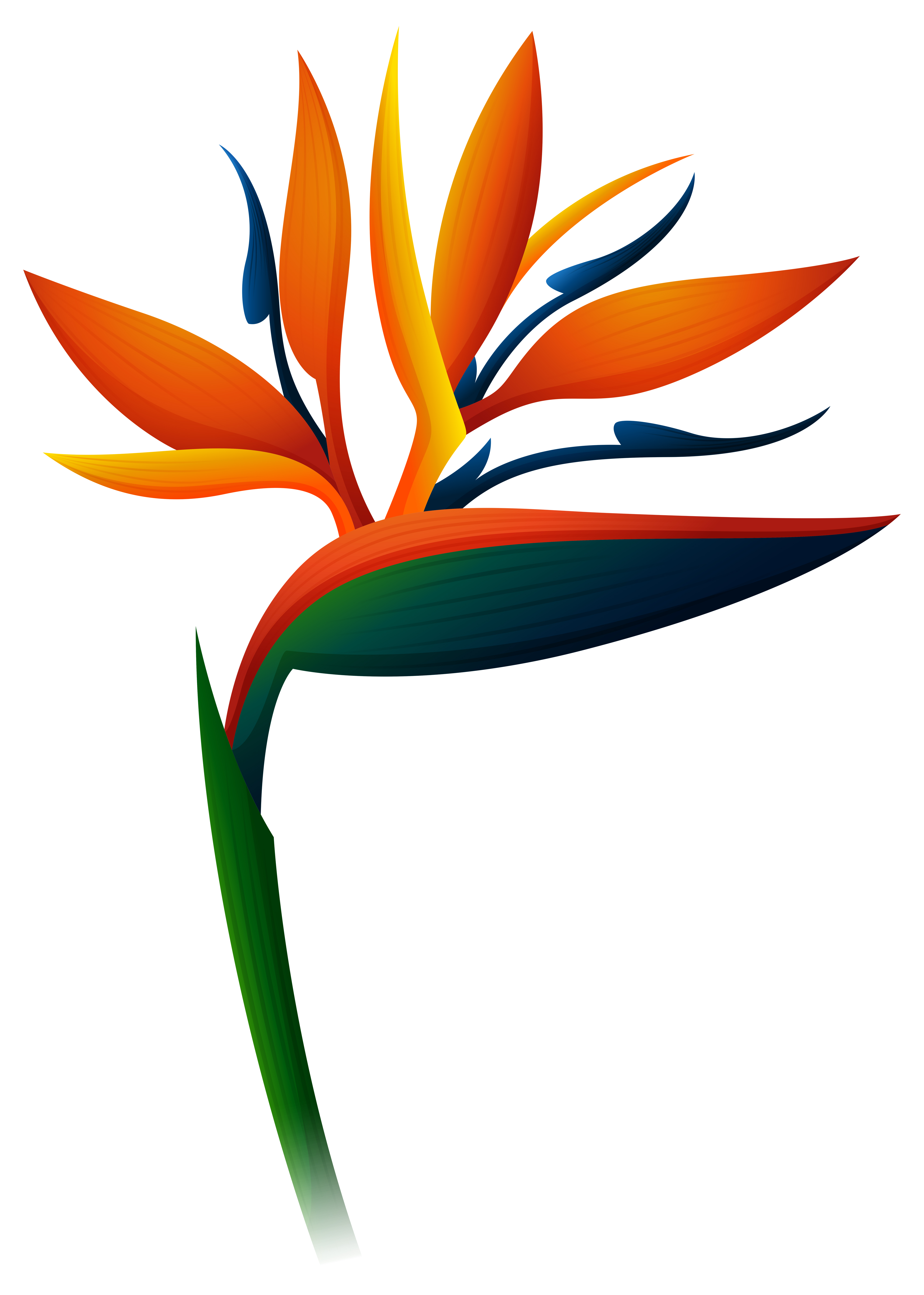 Bird Of Paradise Flower Clip Art