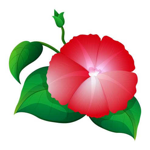 Morning glory in red color vector