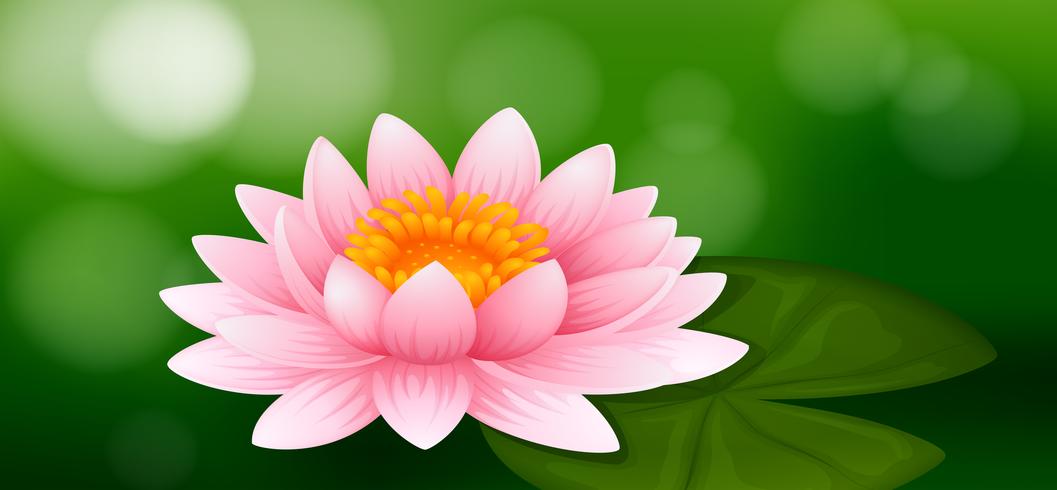 Pink water lily on green background vector
