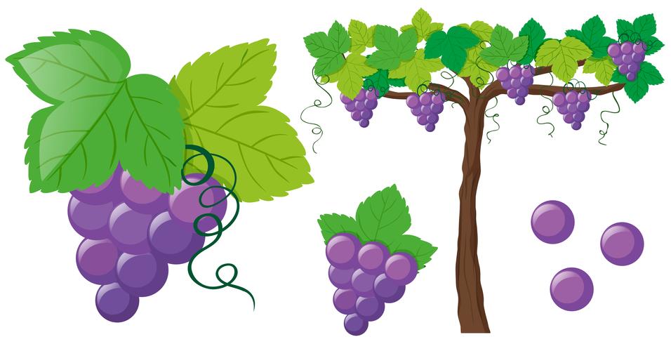 Fresh grapes on the vine vector