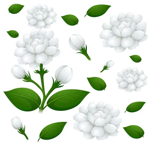 Fondo transparente con flores de jazmín vector