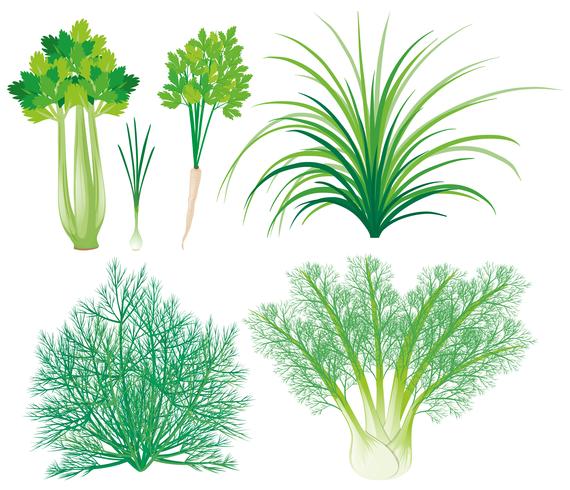 Verduras con hojas verdes. vector