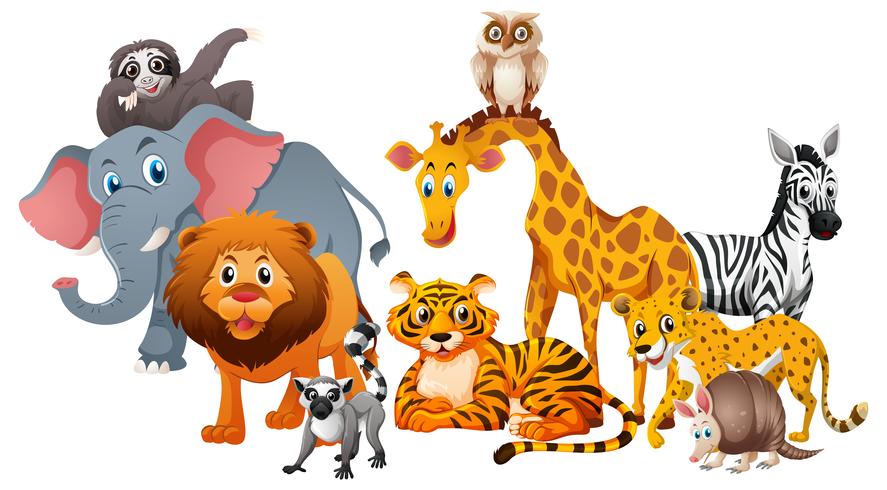 Different types of wild animals on white background vector