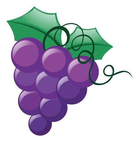 Fresh grapes on white background vector