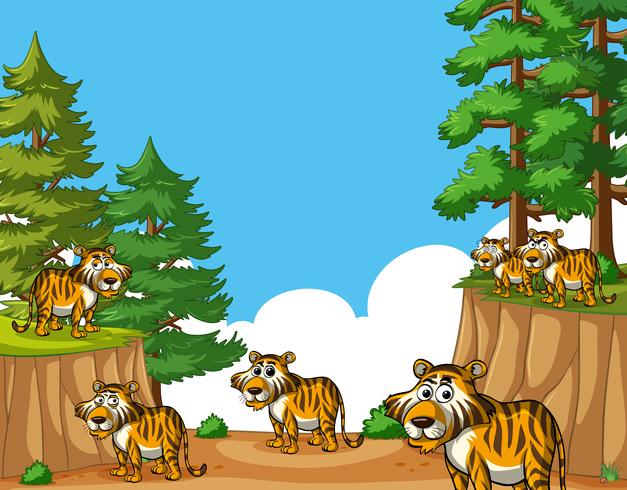 Tigers on mountain at daytime vector