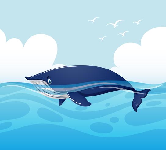 Blue whale swimming in ocean vector