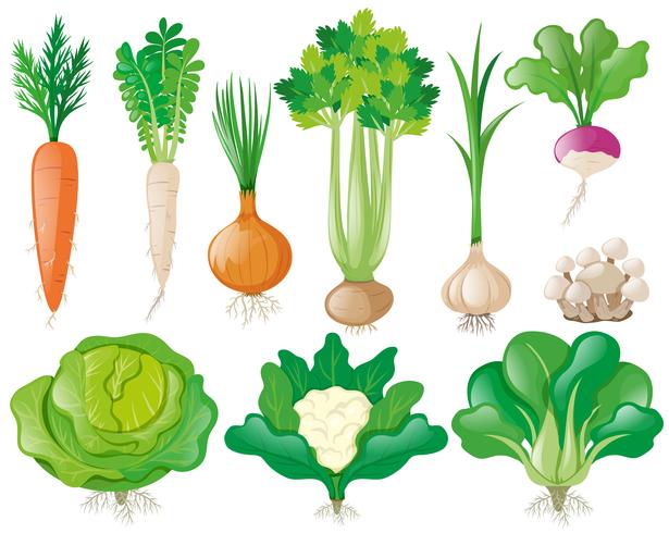 Different types of vegetables vector