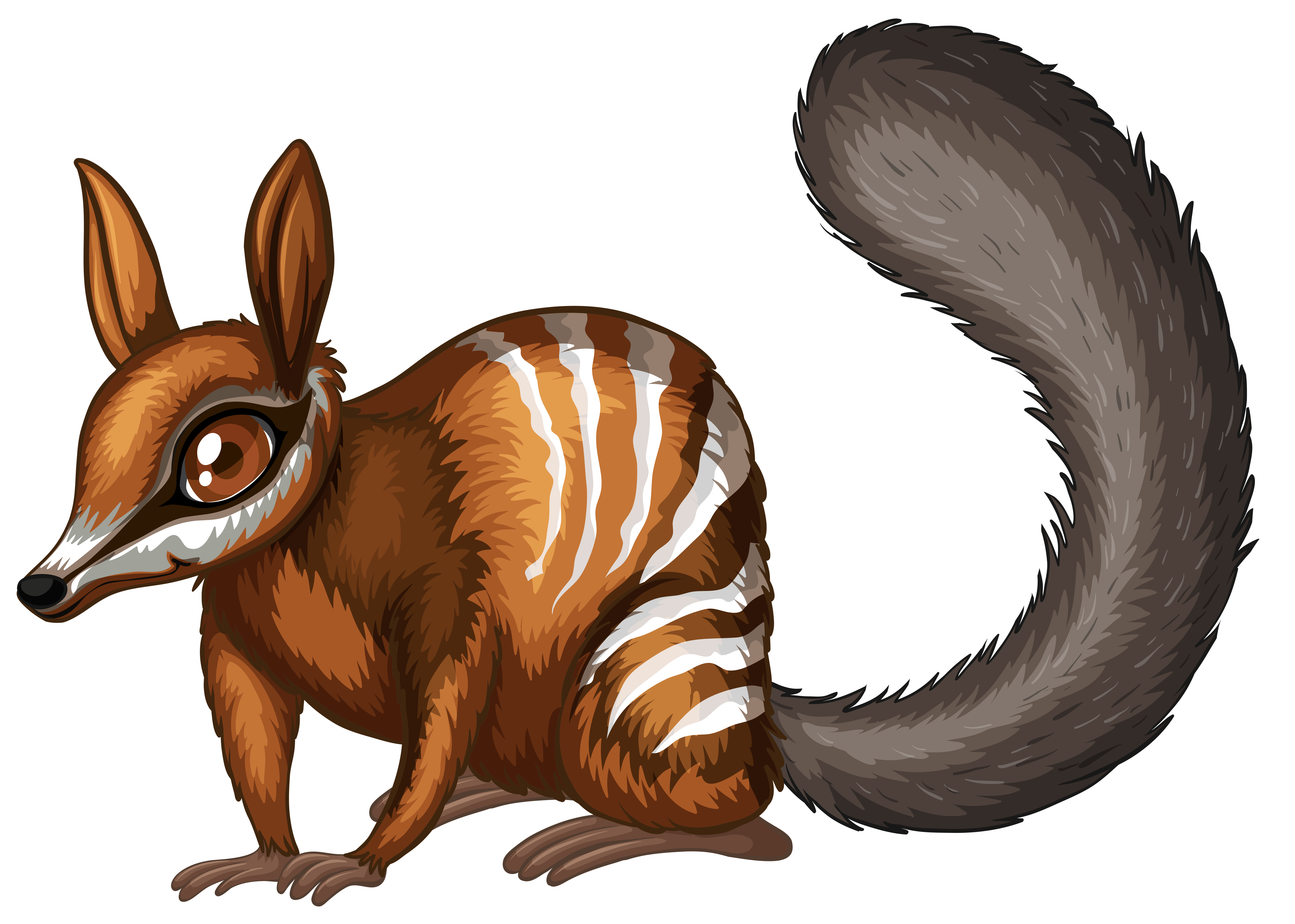 Numbat - Download Free Vectors, Clipart Graphics & Vector Art