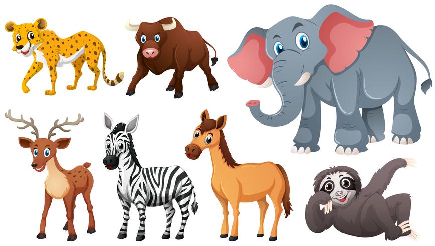 Wild animals on white background vector