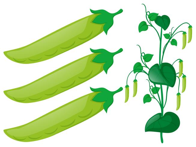 Green pea plant on white background vector