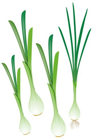 Green onions with roots vector