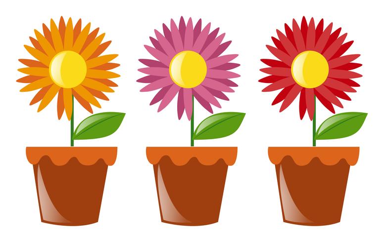 Flower pots with three flowers vector