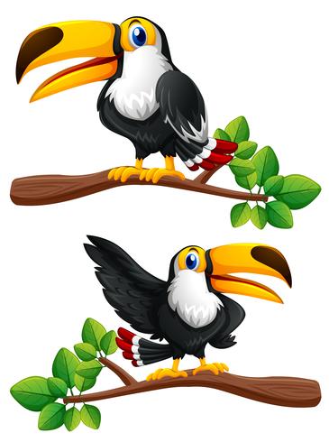 Two toucan birds on branches vector