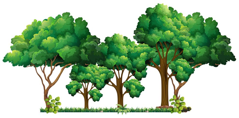 Escena con muchos arboles vector