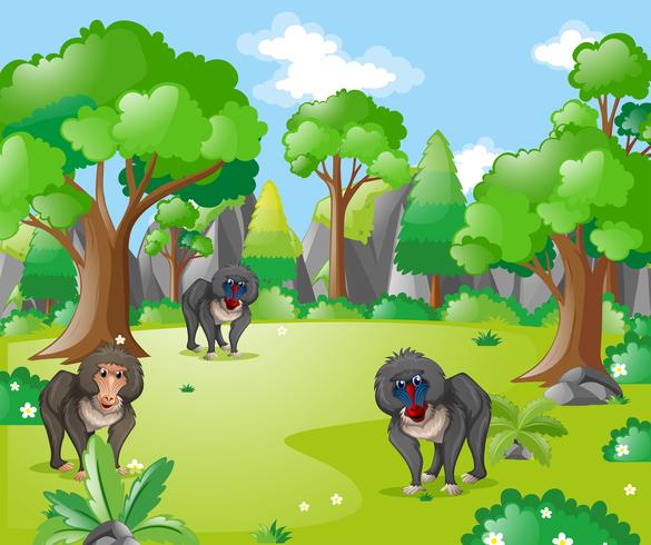 Monos babuinos en el bosque vector