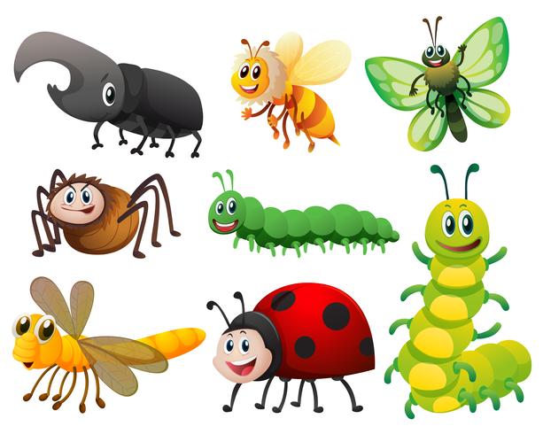 Diferentes tipos de pequeños insectos. vector