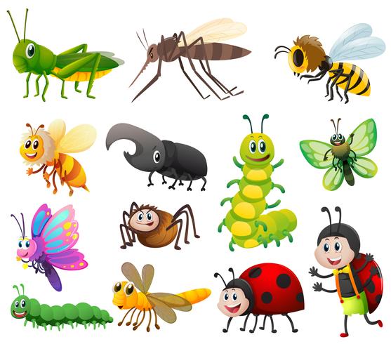 Different kinds of insects on white background vector