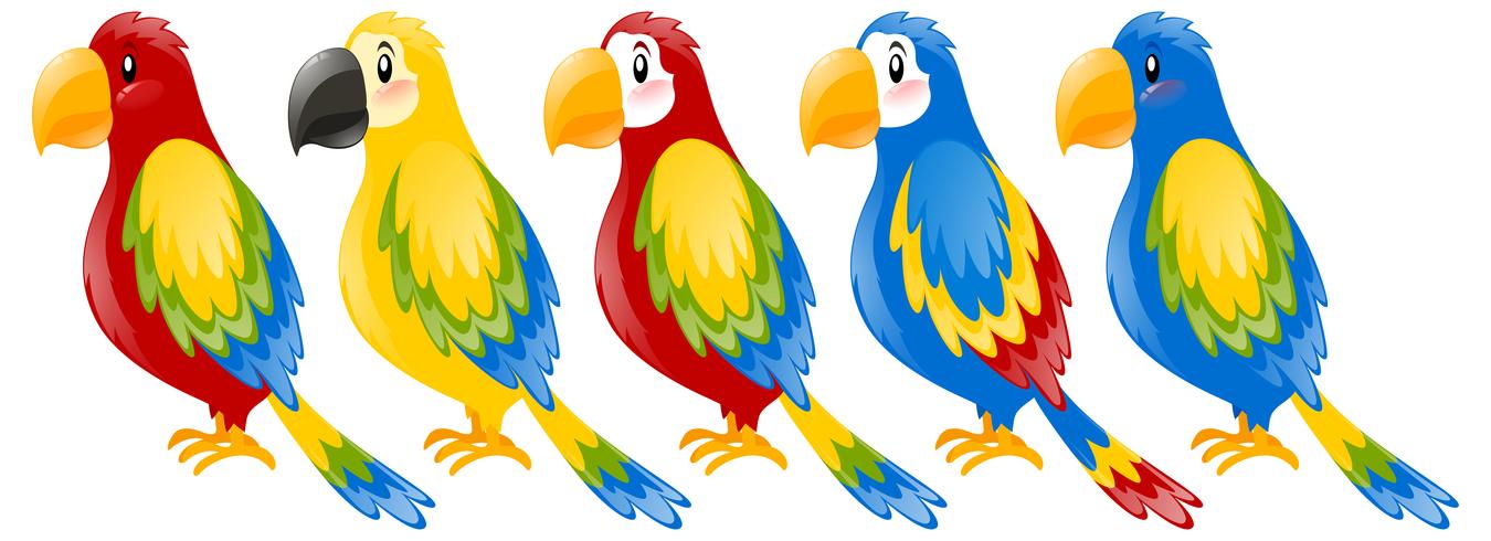 Loros guacamayos en diferentes colores. vector