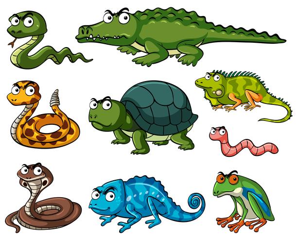 Diferentes tipos de reptiles. vector