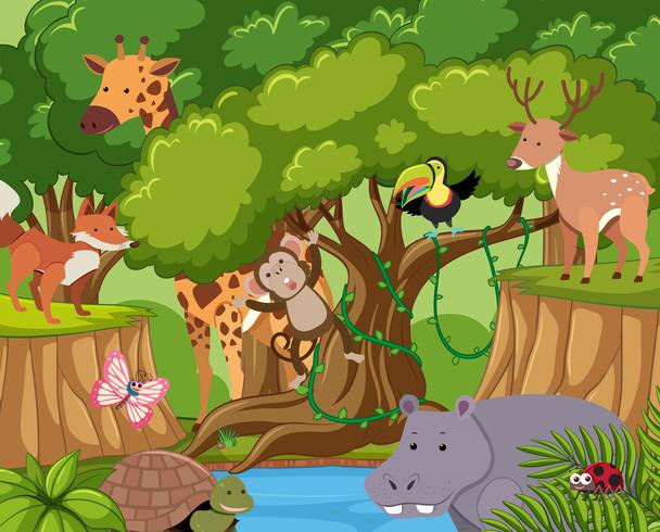 Wild animals live in the forest vector